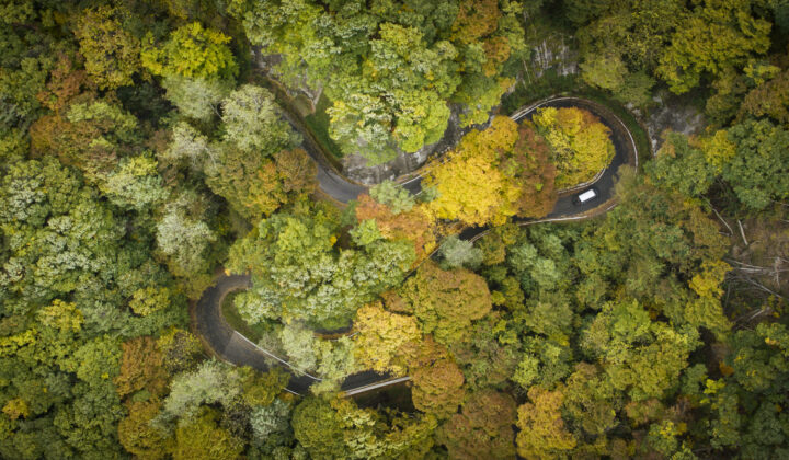 forest vehicle japan