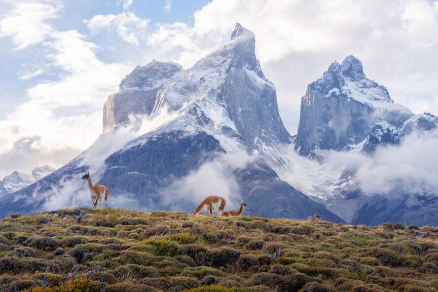 Guanacos in Patagonia