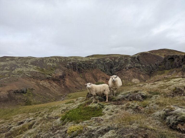icelandic sheep