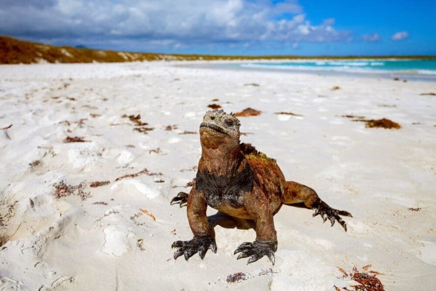 Land iguana on Galapagos