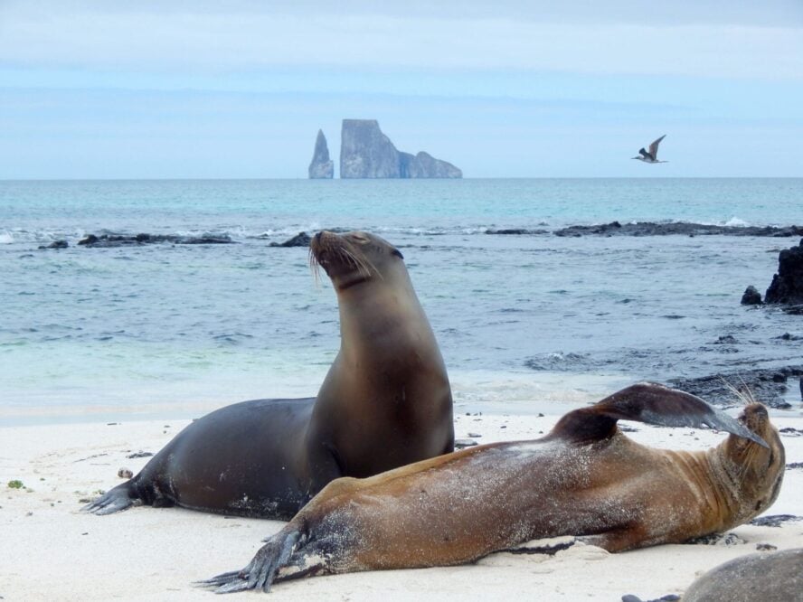 Sea lions chilling on the beach