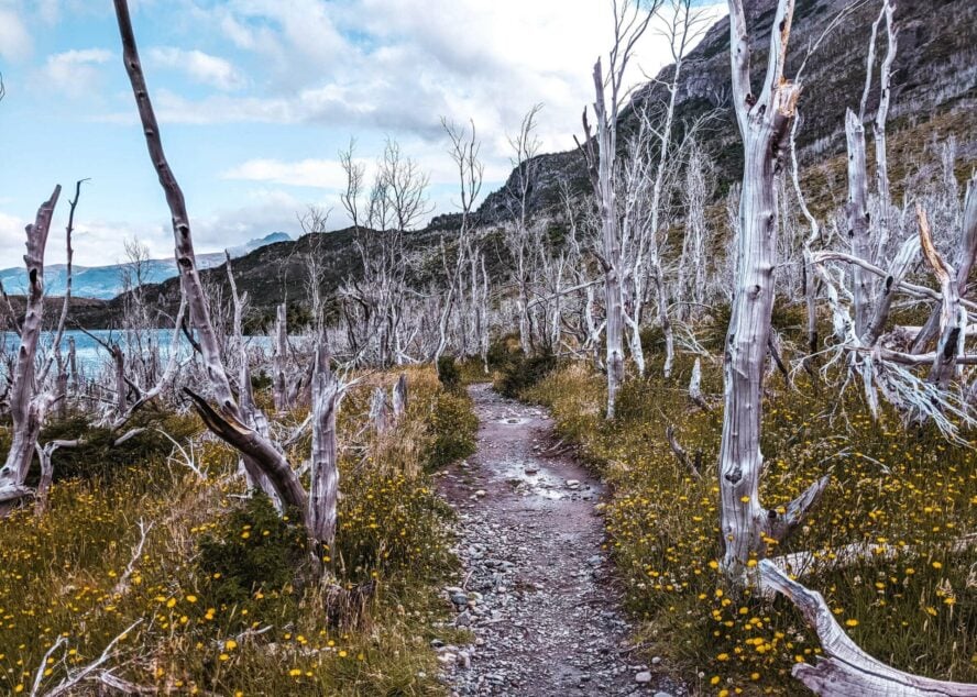 Dry vegetation in Patagonia