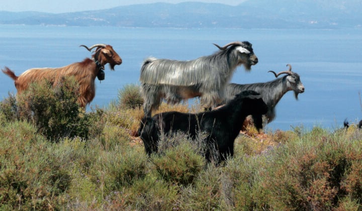 goats ionian islands