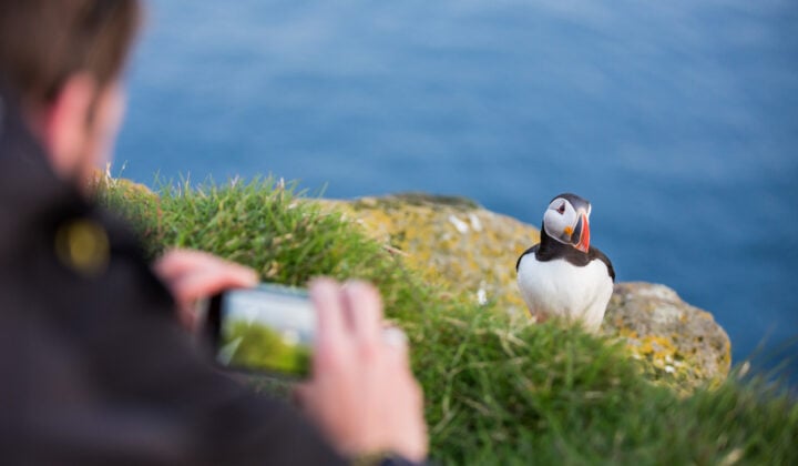 latrabjarg puffin