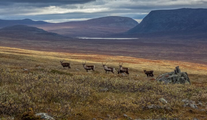 reineer sarek national