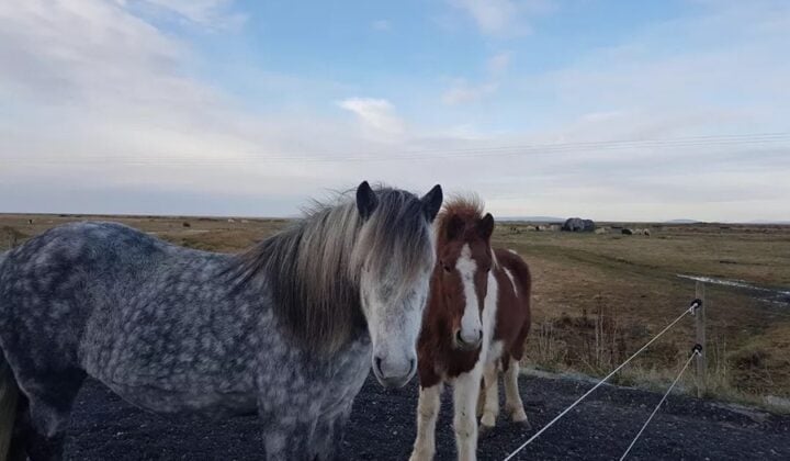 two beautiful icelandic horses spring