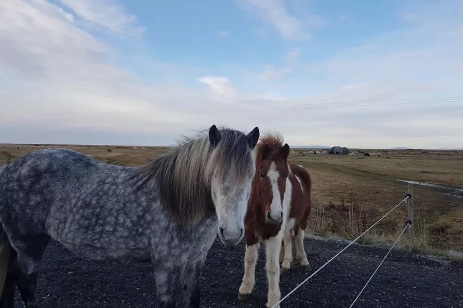 two beautiful icelandic horses spring