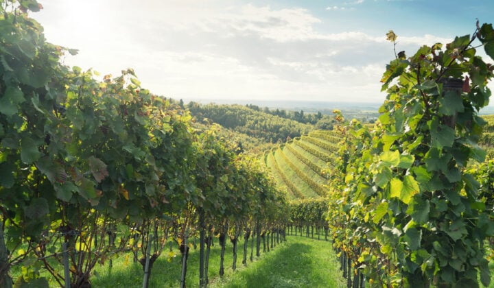 vineyards germany