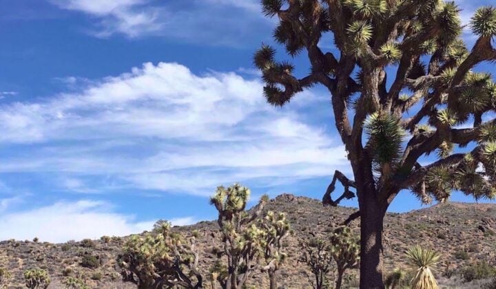 Hiking in Death Valley & Joshua Tree National Parks | California