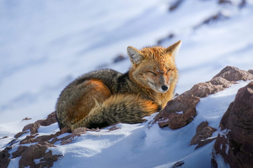 Fox in Chile in Snow