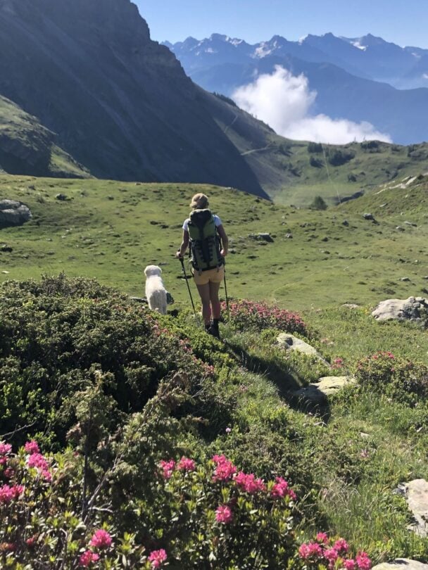 hiking with a dog in the swiss alps