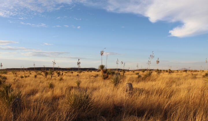 grasslands near marfa texas