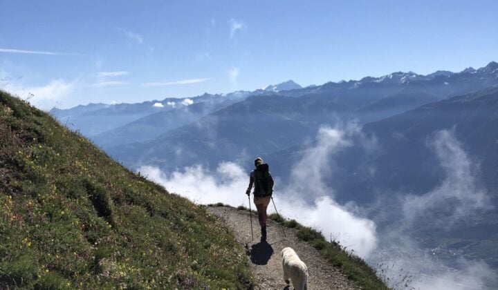 one dog and a hiker in the swiss alps