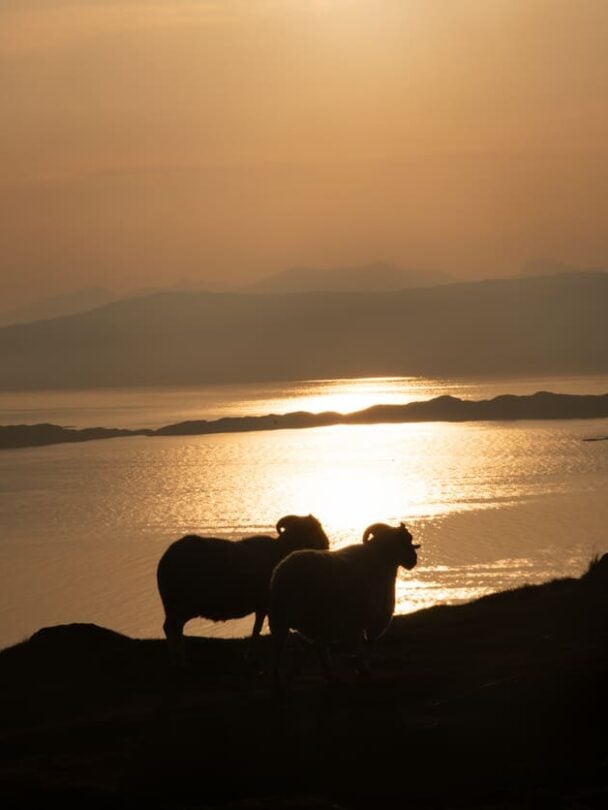 cattle in scotland, isle of skye