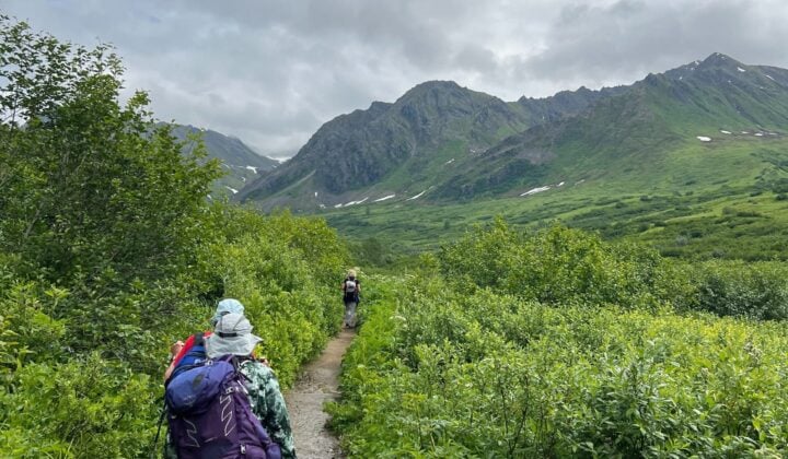 Hike the Gold Mint Trail, drive to Talkeetna — Hiking in Denali National Park | Alaska