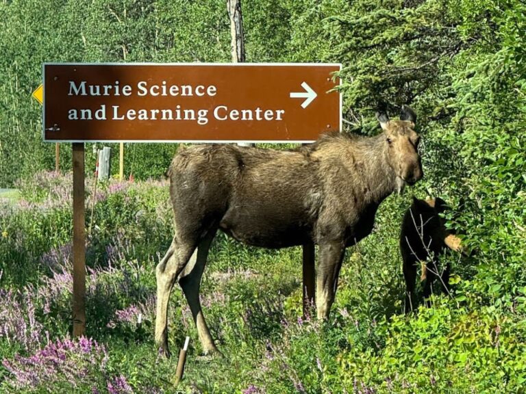 Rock Creek Trail and sled dog demos — Hiking in Denali National Park | Alaska