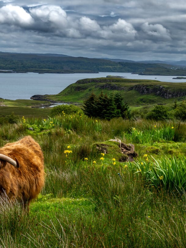 highland cow in the isle of skye