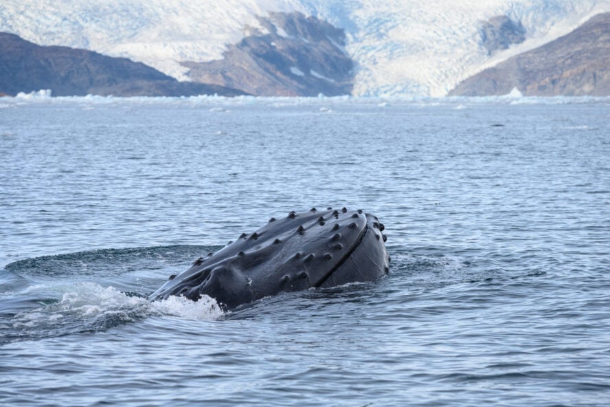 Humpback whale on the East Greenland expedition