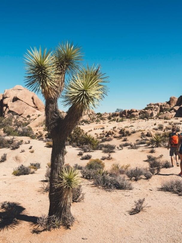 Hiking in Joshua Tree National Park | California