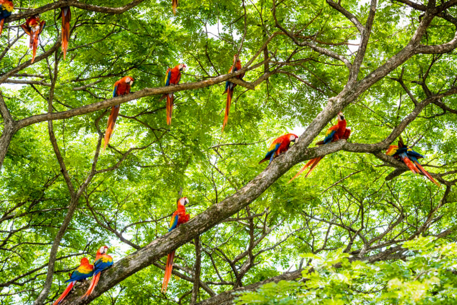 Macaws in Costa Rica