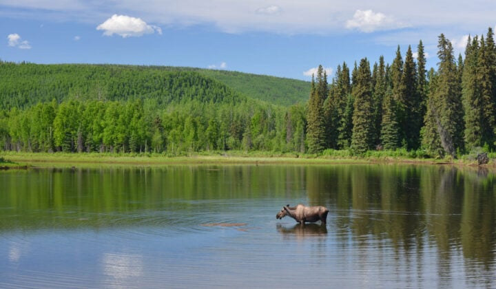 moose in alaska near fairbanks