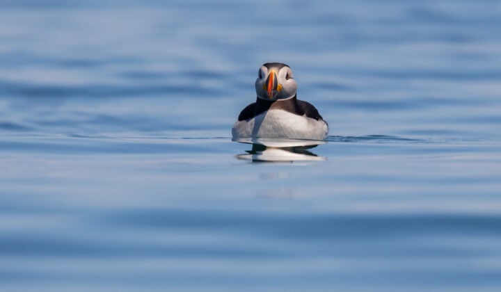 puffin in acadia, maine